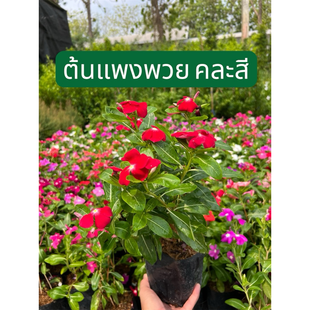 ต้นแพงพวย แบบกระถางหรือถุงเพาะชำ 5.5"- 6" (เลือกสีเองได้เลย ) ร้านส่งเร็วภายในวัน