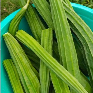 บวบเหลี่ยม CT/OP-051 ผักซอง เจียไต๋ บวบ เมล็ดพันธุ์ผัก เมล็ดผัก เมล็ดพืช ผักสวนครัว ประมาณ 14 เมล็ด ราคา ถูกที่สุด ดีลบีเคเค แกลเลอรีภาพที่ 5
