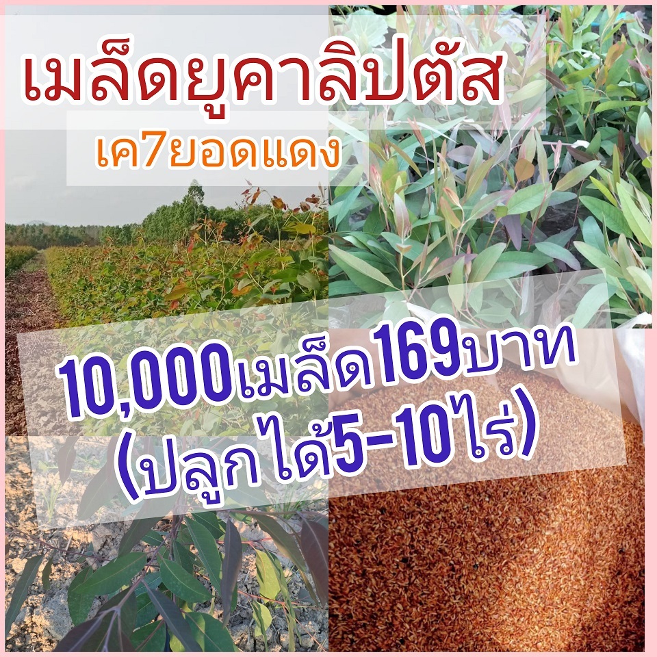 เมล็ดยูคาลิปตัสยอดแดงเค7 10000 เมล็ด ปลูกได้ 5-10 ไร่ 169 บาท