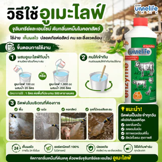อูเมะไลฟ์ ปศุสัตว์ 1000cc จุลินทรีย์คอกสัตว์ น้ำยาดับกลิ่นเหม็นสัตว์ ลดแมลงวันในคอกสัตว์ คอกวัว.