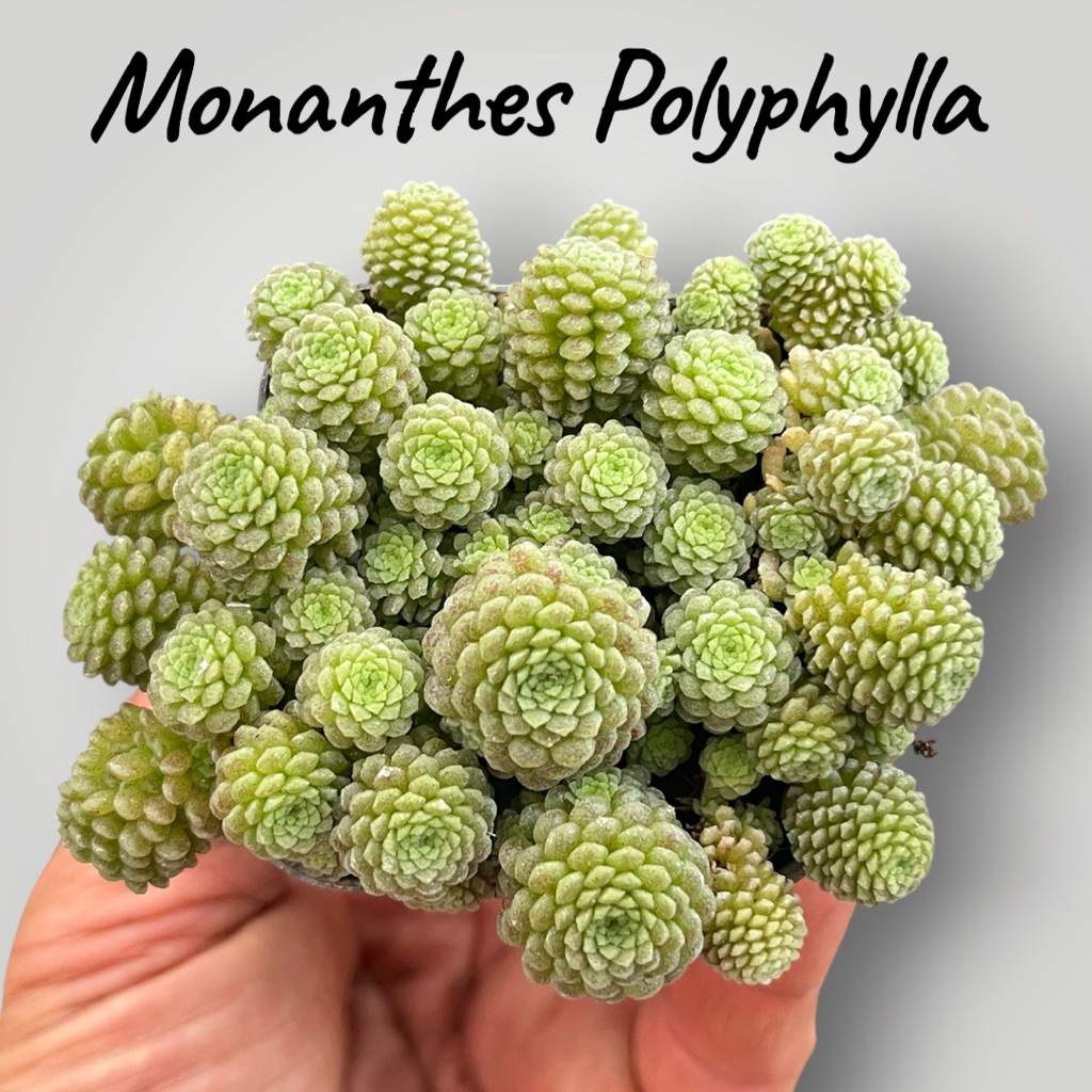 Monanthes Polyphylla (เลี้ยงร่มรำไร)ไม้อวบนำ้ น่ารักๆ กระถาง 2 นิ้ว