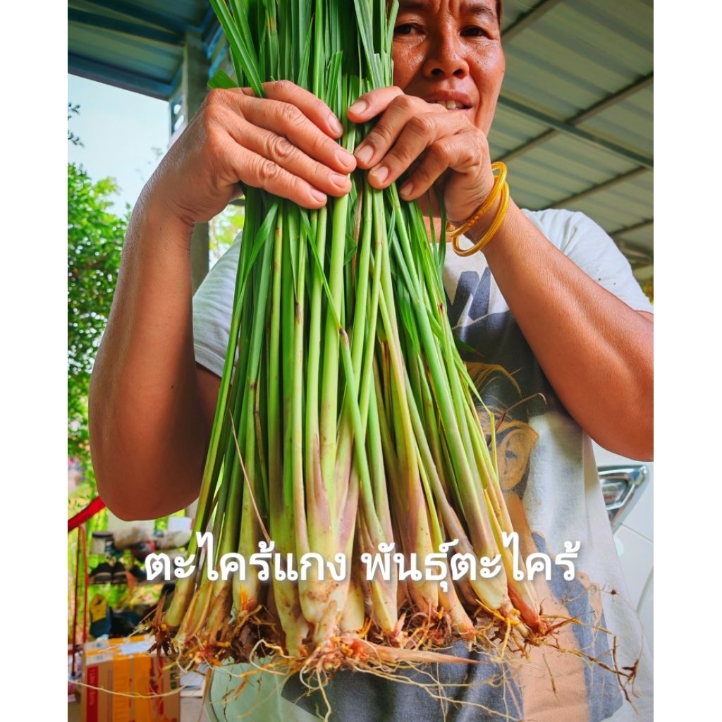 พันธุ์​ตะไคร้​แกงคัดเกรดA พันธุ์​ตะไคร้​  (1​ ชุด​ 50​ ต้น)​