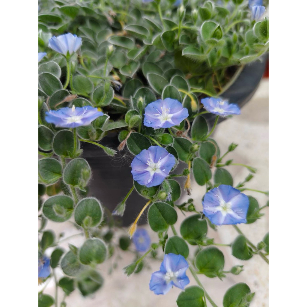 ต้นใบต่อก้าน (Evolvulus alsinoides) ไม้ประดับ ไม้จัดสวน ไม้แขวน กระถาง6“