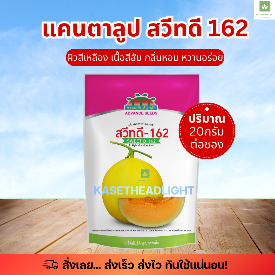 แคนตาลูป สวีทดี 162 20กรัม D162 เปลือกเหลือง เนื้อส้ม ตราตะวันต้นกล้า สวีท ดี162 เมล็ดแคนตาลูป