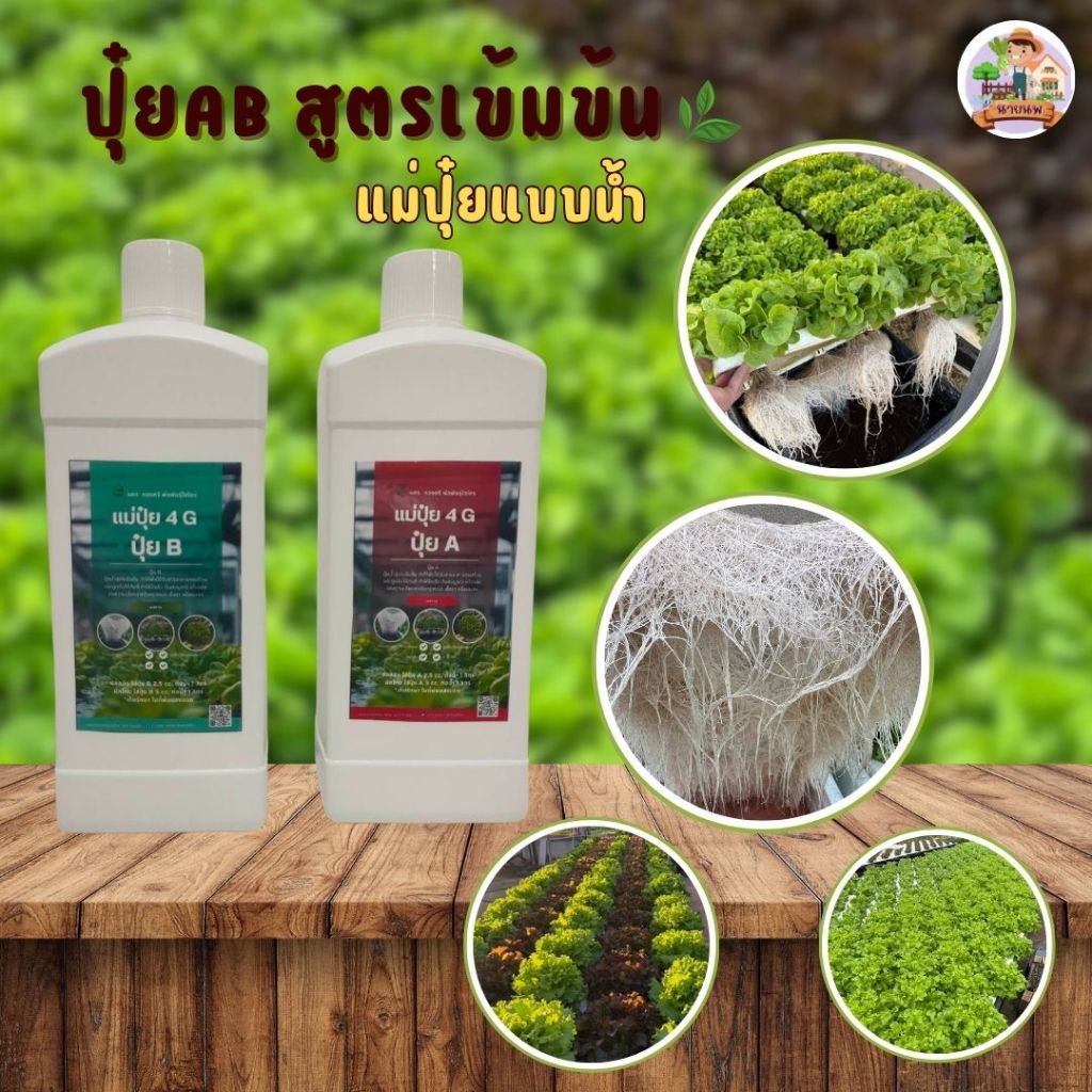 แม่ปุ๋ย AB แบบผสมแล้ว สูตรดั้งเดิม ทนแดด ทนร้อน