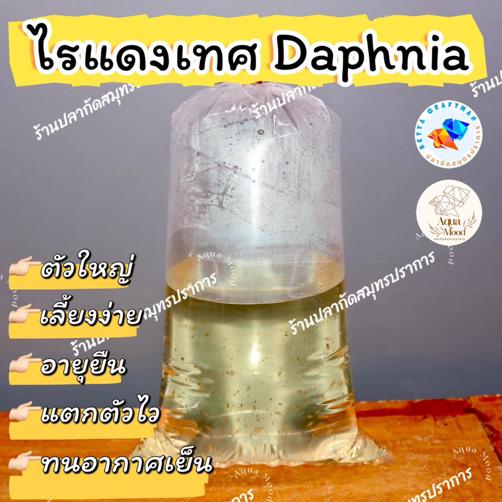 ไรแดงเทศ daphnia ไรแดงสดสำหรับเพาะพันธุ์ ใช้เป็นอาหารปลาสวยงาม