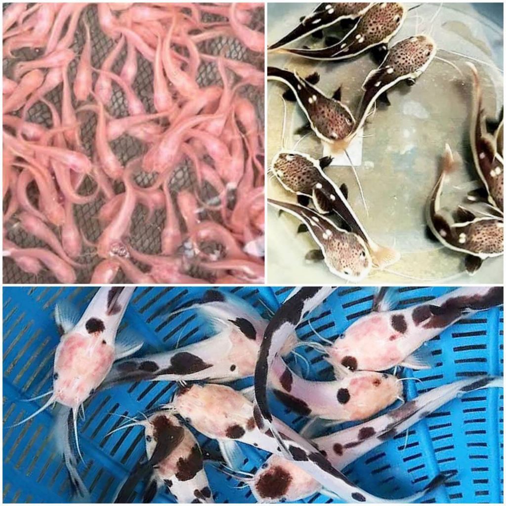 The white อาหารปลาดุก ไซส์ขุน ดุกเผือก ดุกแพนด้า ดุกเรดเทล