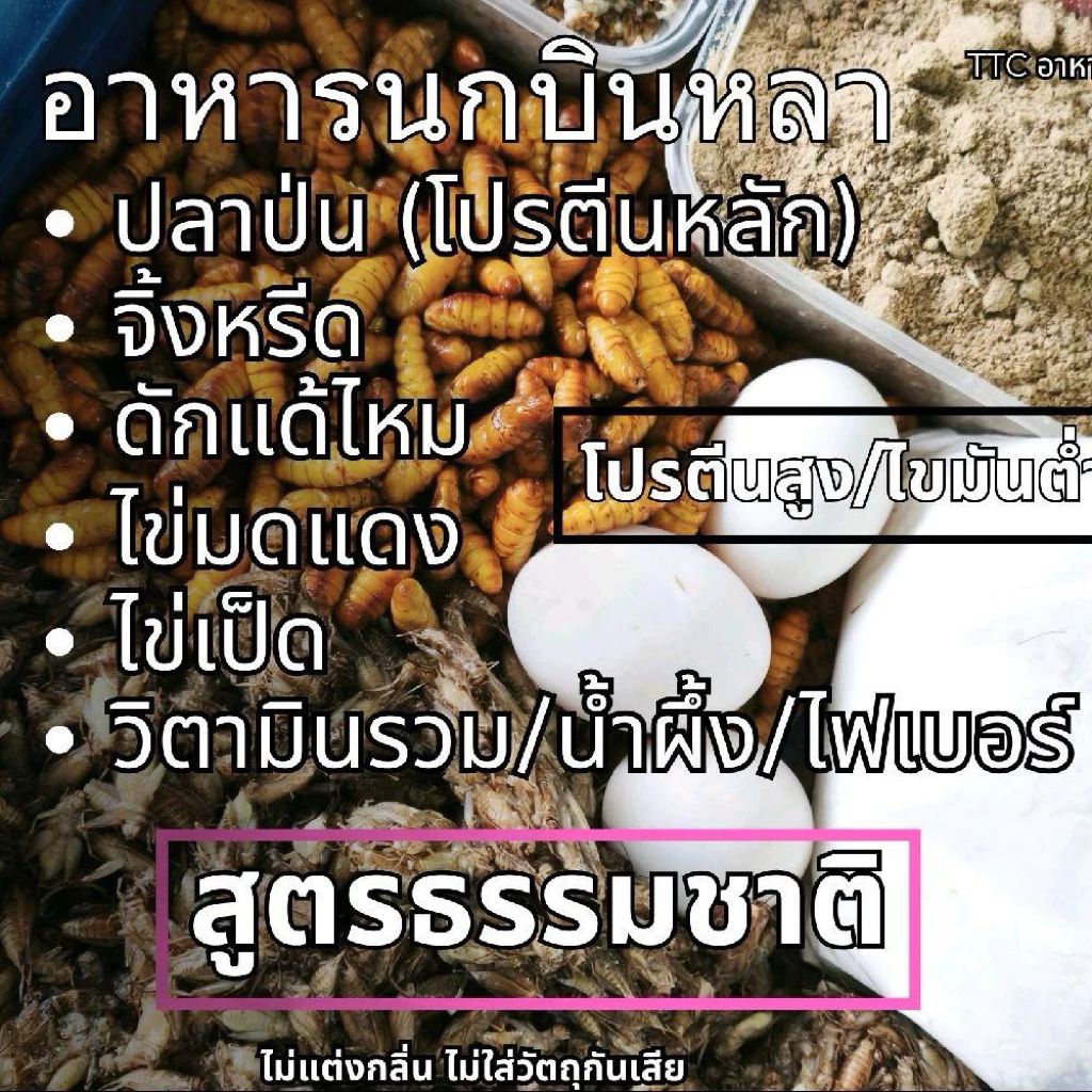 อาหารนกบินหลา สำหรับฟาร์มนก โปรตีนสูงไขมันต่ำ วิตามินครบถ้วน ไม่แต่งกลิ่น ไม่แต่งสี ไม่มีวัตถุกันเสีย