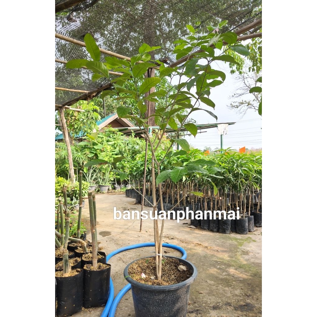 ต้นพุดพวงดวงใจ ต้นสูง 130-150 ซม. กระถาง 15 นิ้ว