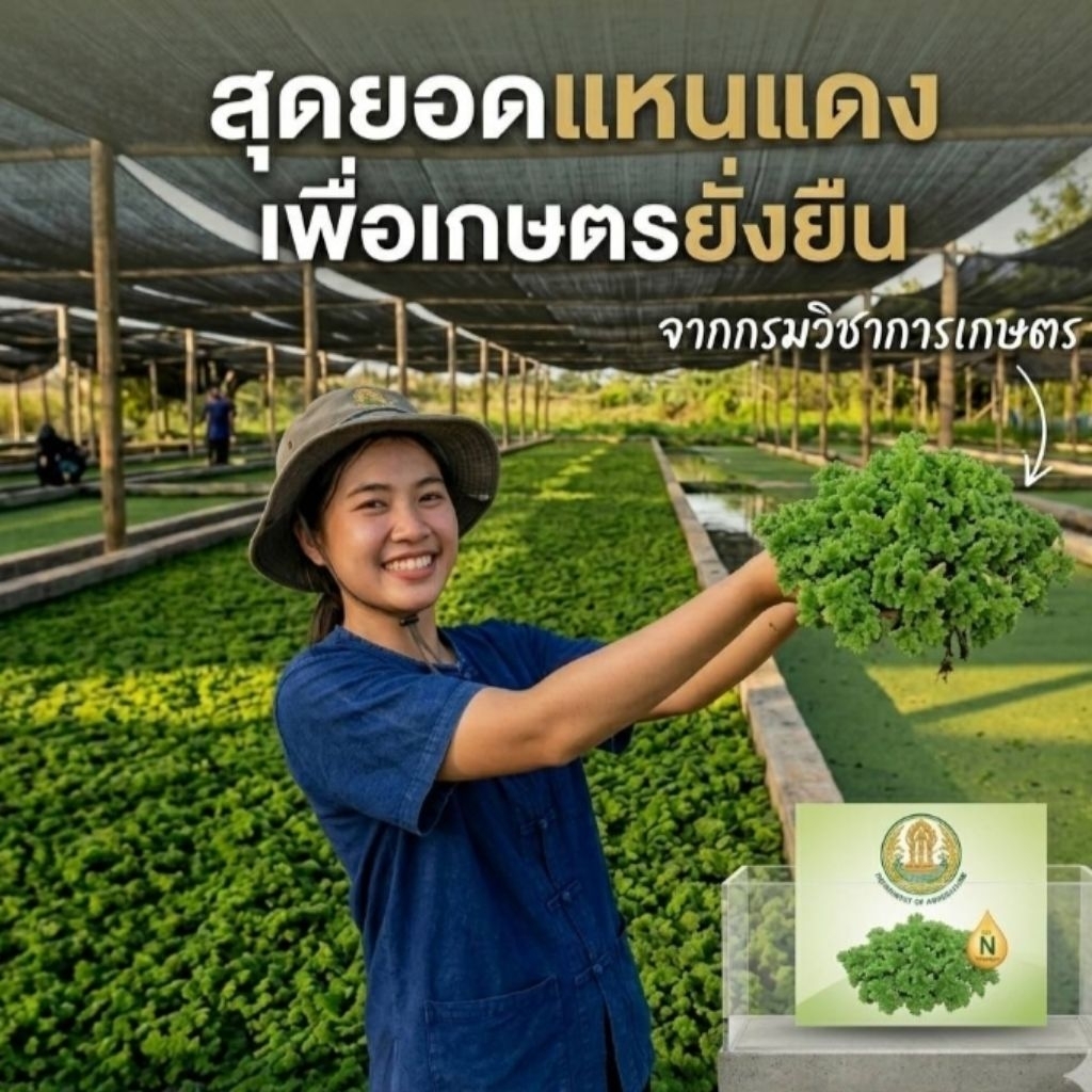 💥แหนแดงไมโครฟิลล่า**☘️ 1กิโลกรัม💥** #ส่งฟรี # ส่งไว พร้อมคู่มือ