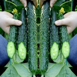 เมล็ดแตงกวาญี่ปุ่น เมล็ดพันธุ์นำเข้า ตัวเลือก 30 เมล็ด