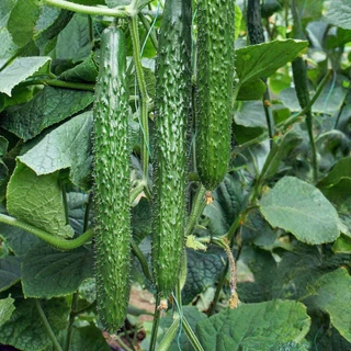 เมล็ดแตงกวาญี่ปุ่น เมล็ดพันธุ์นำเข้า ตัวเลือก 30 เมล็ด
