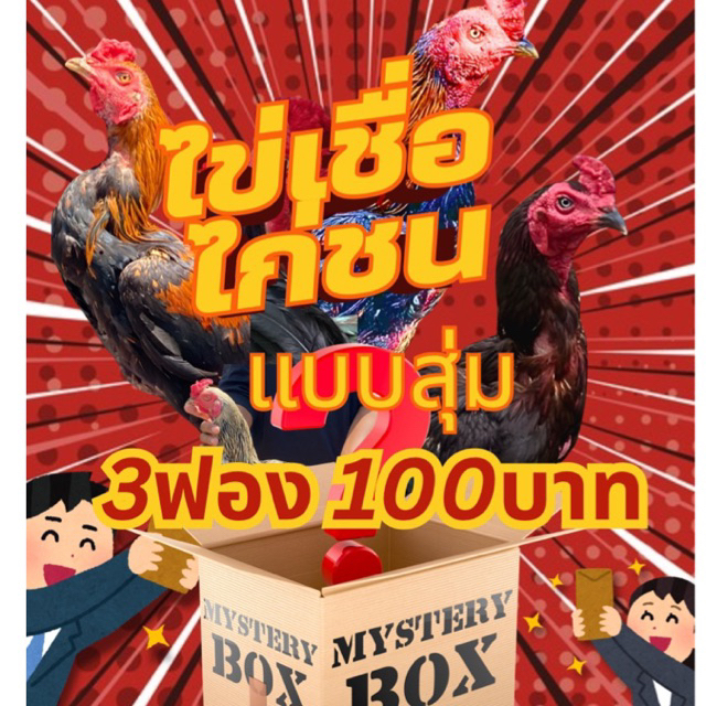 ไข่เชื้อไก่ชน เเบบกล่องสุ่ม สายเเดงเล็กโก้วเซ้มฟาร์มสายเยียร์สนั่น สายมหานครหยกคีรีสายปันสุข