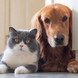 แป้งทิคทอคซ์ TickTox 180 กรัม แป้งหมา แป้งโรยสุนัข ฆ่าเห็บ หมัด ไร มด แมลงสาบ
