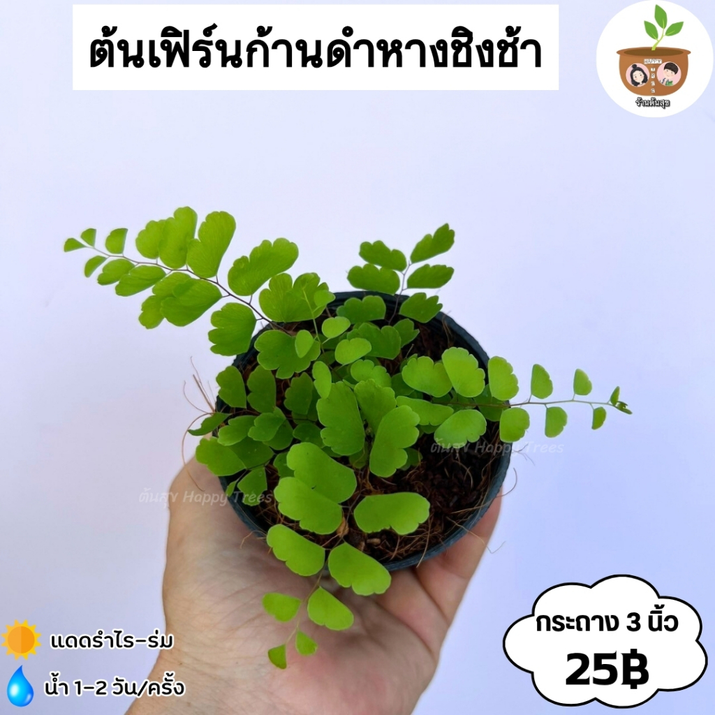 เฟิร์นก้านดำหางชิงช้า จัดส่ง 2 ต้นขึ้นไปคละแบบไหนก็ได้