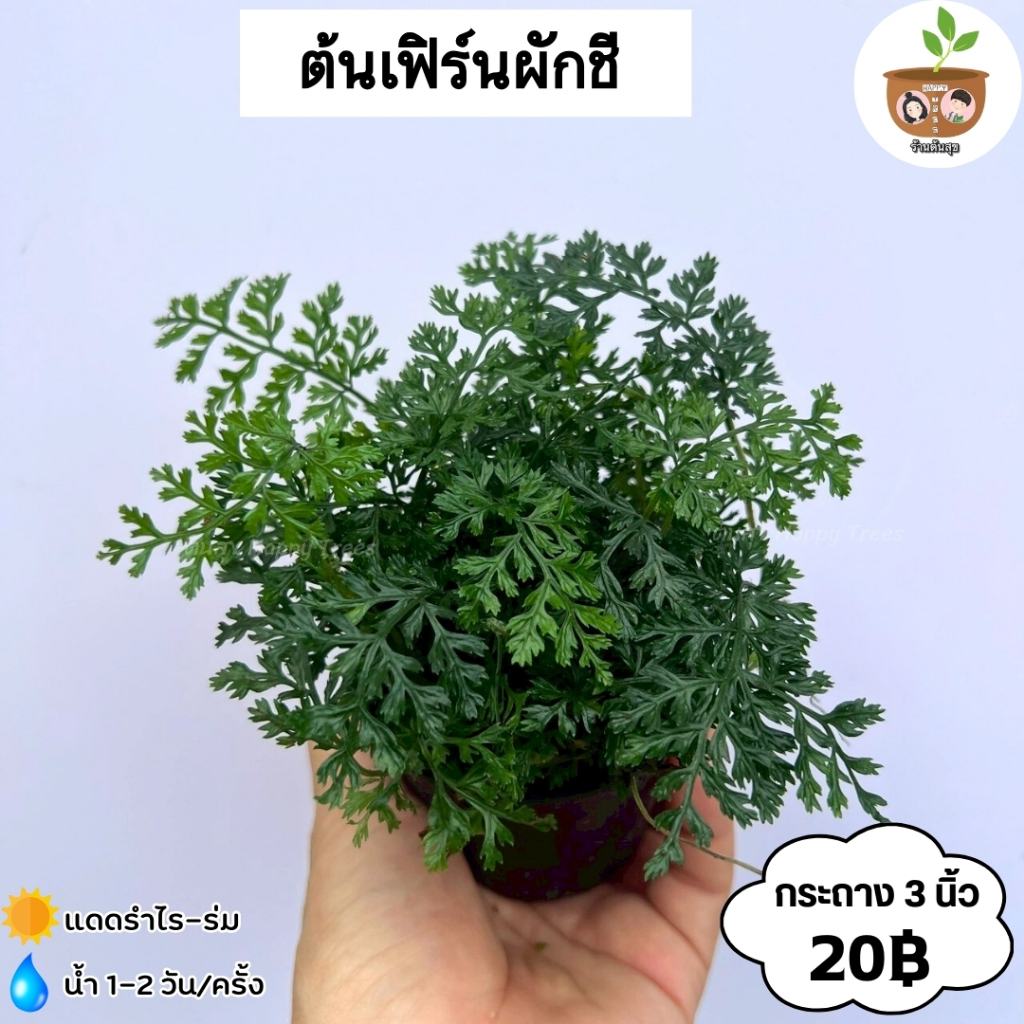 ต้นเฟิร์นผักชี จัดส่ง 2 ต้นขึ้นไปคละแบบไหนก็ได้