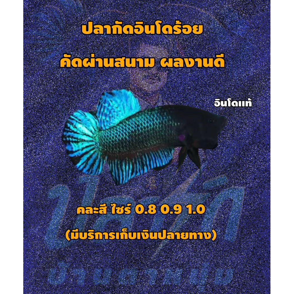 อินโดเเท้ รอย 0.8-0.9-1.0 ของสะสม(คละสี)