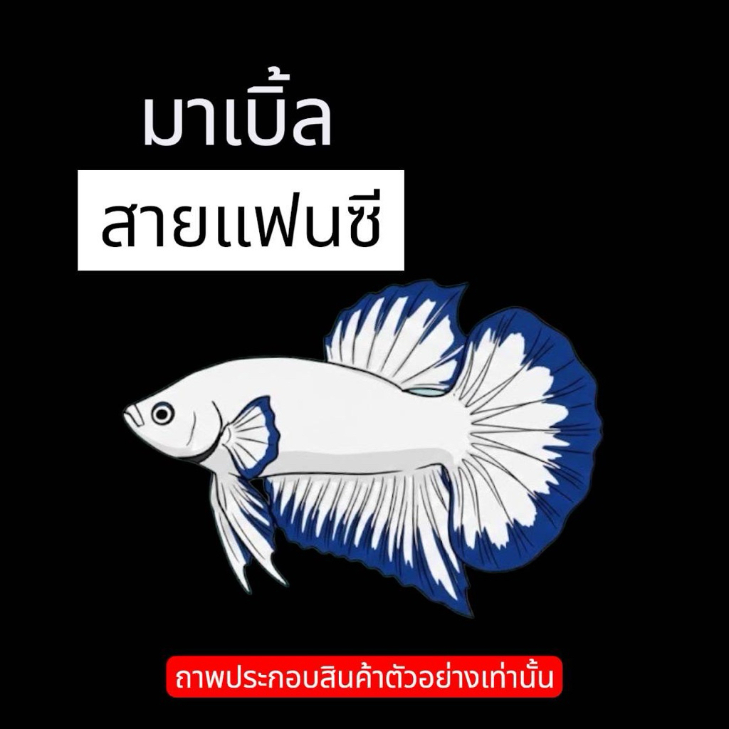 อุปกรณ์ตกแต่งตู้ปลาสำหรับปลากัด“มาเบิ้ล”