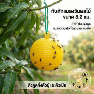 🔥รุ่นอัพเกรด 🔥ได้ผล3ปี🦟ลูกบอลดักแมลง กวาทรงพลัง กันน้ำกันแดด กาวดักแมลงหวี่ ที่ดักแมลงวันทอง กาวดักแมลงวัน ไม่ละลายกาว