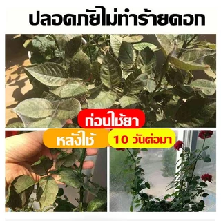 ยากำจัดไรแดง ยาฆ่าไรแดง กำจัดเพลี้ยไฟ เพลี้ย และแมลงศัตรูพืช ใช้ได้กับพืชหลายชนิด