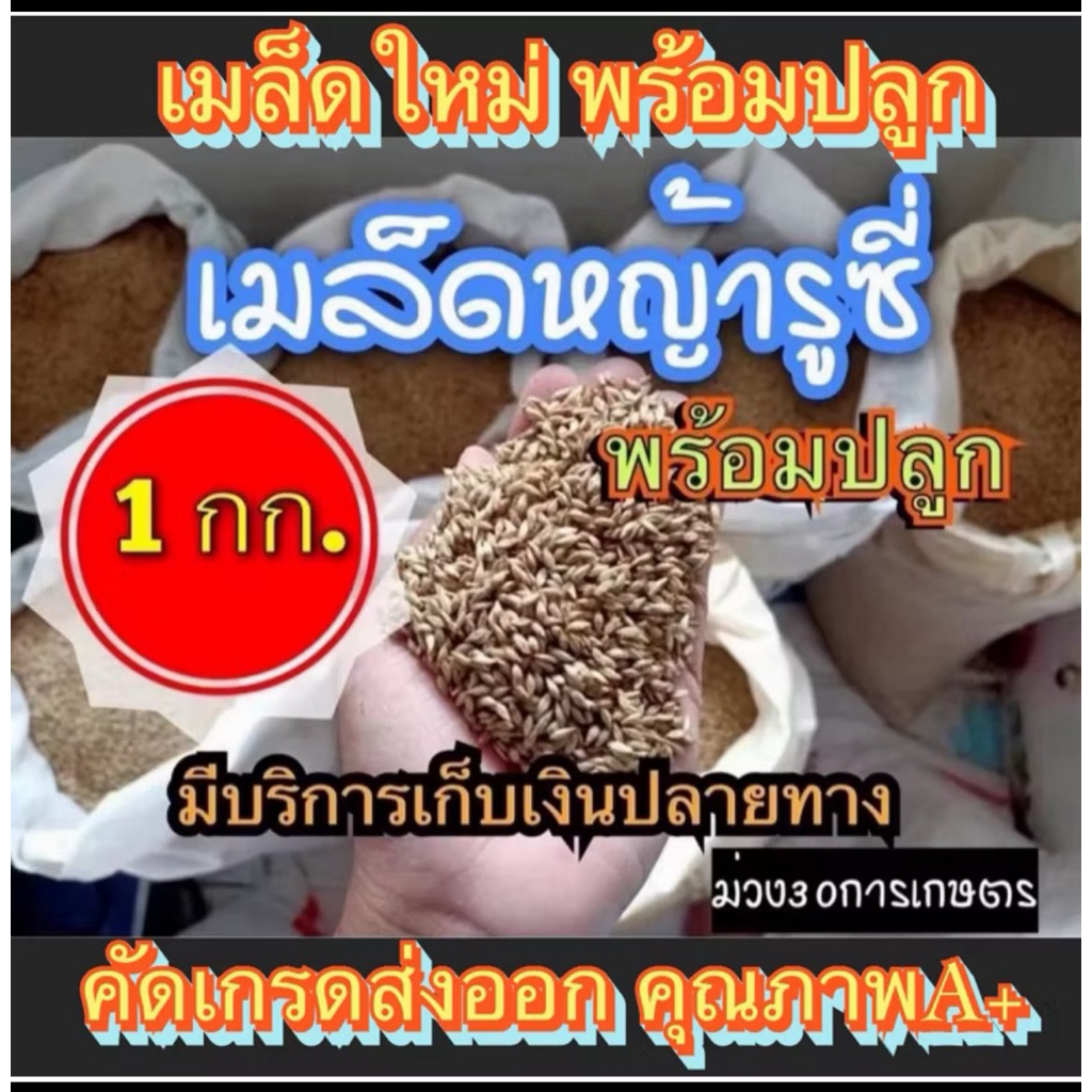 ✅ รูซี่ เมล็ดหญ้ารูซี่ 1 กิโลกรัม #รับประกันการงอก #พร้อมปลูกปี หญ้าเลี้ยงสัตว์ หญ้า พันธ์ุหญ้า  หญ้าเลี้ยงวัว