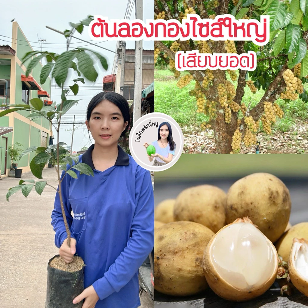 #ต้นลองกองตันหยงมัส (ต้นใหญ่ถุง4คูณ10นิ้ว) สูงราว80 เซน (เสียบยอด)