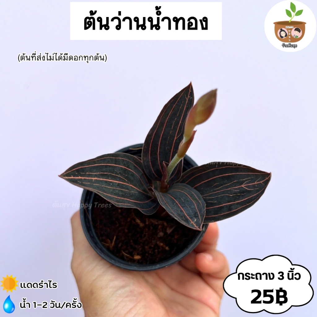 ต้นว่านน้ำทอง จัดส่ง 2 ต้นขึ้นไป คละแบบได้