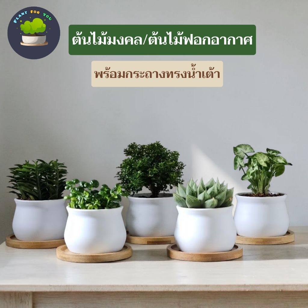 🌱ต้นไม้ไมงคล/ต้นไม้ฟอกอากาศ หลายชนิด พร้อมกระถางพลาสติกทรงน้ำเต้า 3"นิ้ว+จานรองไม้+หินหน้ากระถางสุ่มสีส่ง