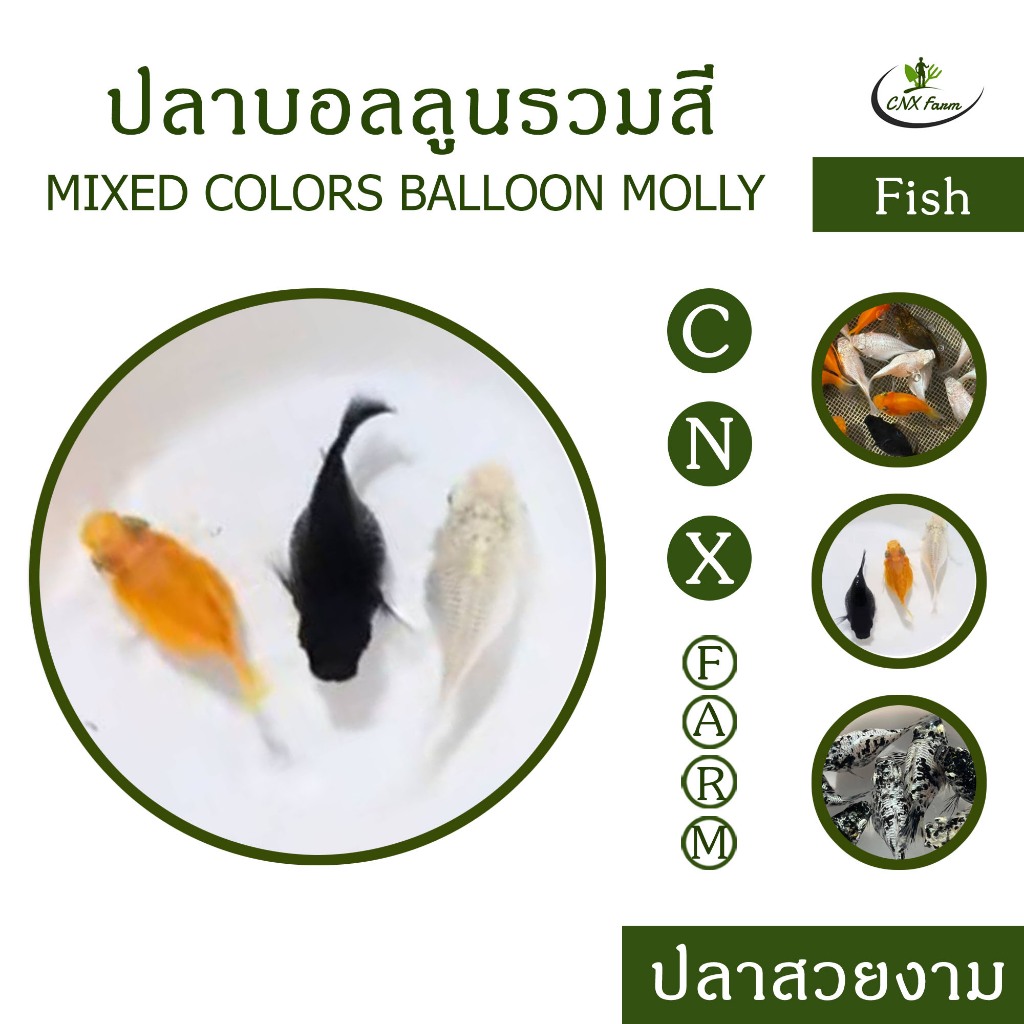 อาหารปลาบอลลูนรวมสี Mixed Colors Balloon Molly