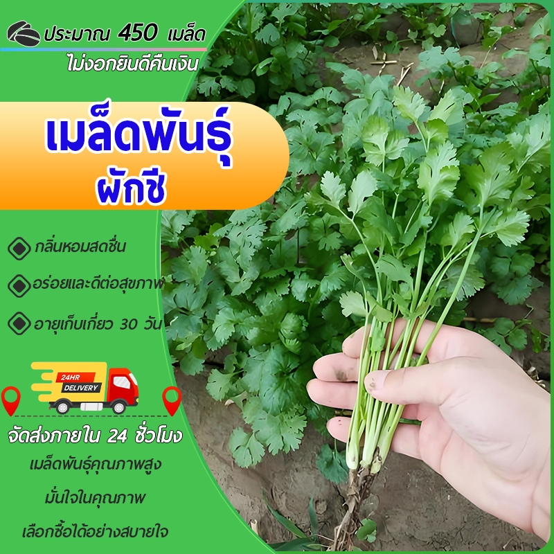 450 เมล็ด เมล็ดพันธุ์ เมล็ดผักชี ผักชีหอม