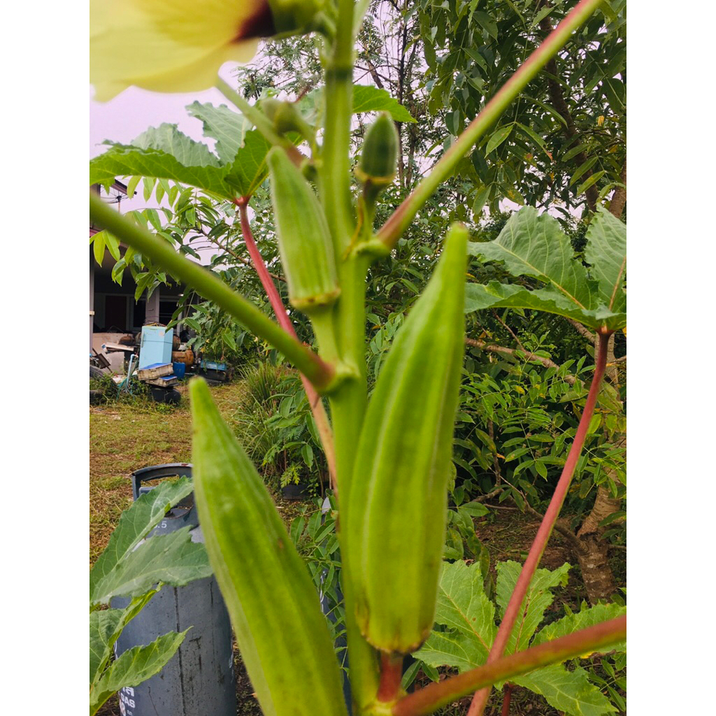 เมล็ดพันธุ์กระเจี๊ยบเขียว เก็บใหม่อัตราการงอกสูง  50-60เม็ด