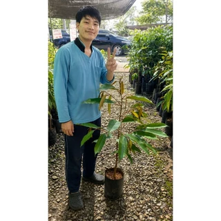 ต้นทุเรียนหมอนทองจันทบุรี 2แถม1 อ่านรายละเอียดก่อน กิ่งกระโดงแท้ ต้นเสียบยอดแต่งตอ สูง109-119ซม. ถุงชำเบอร์9-11 คัดพิเศษ