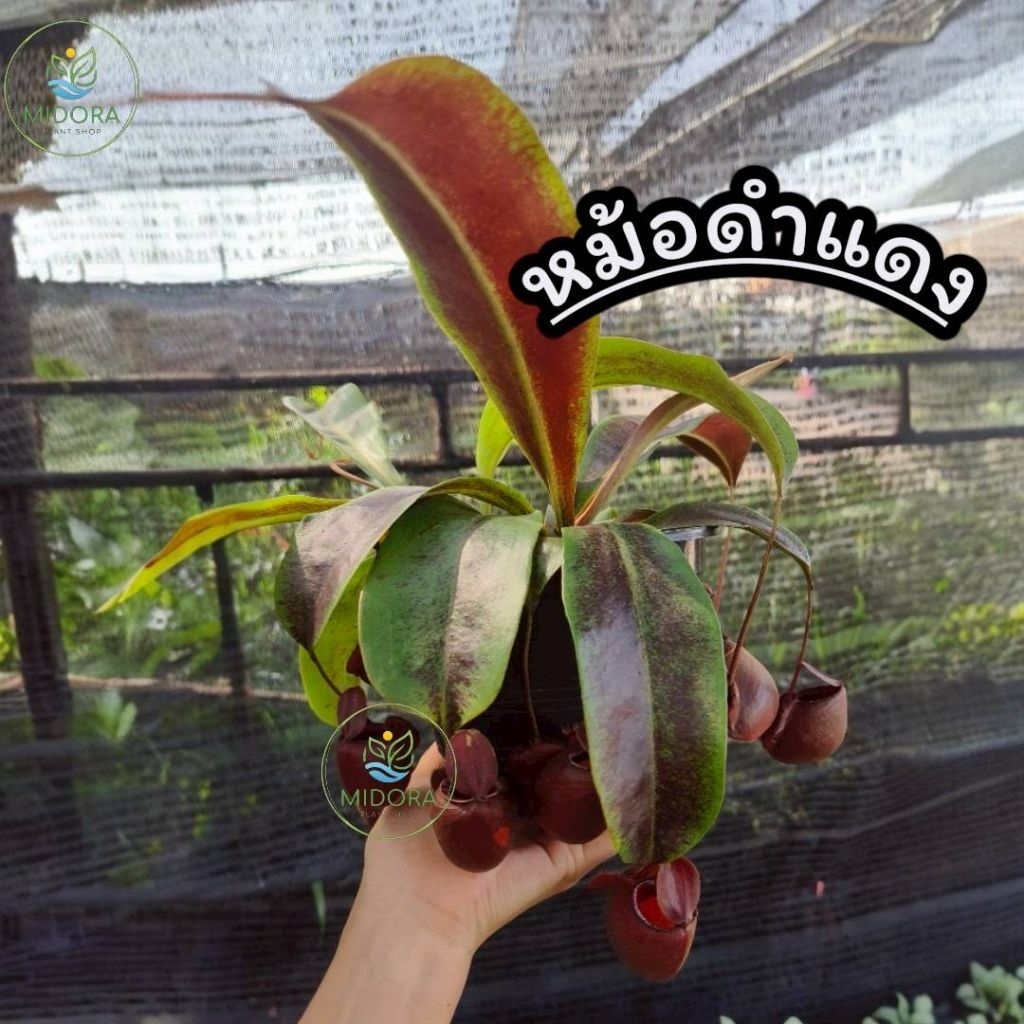 ต้นหม้อข้าวหม้อแกงลิง  ลูกผสม ไวกิ้ง+แอมดำ(N. Viking + Ampullaria Black) กระถาง 6" (แถมฟรีที่แขวนกระถาง) พร้อมจัดส่ง