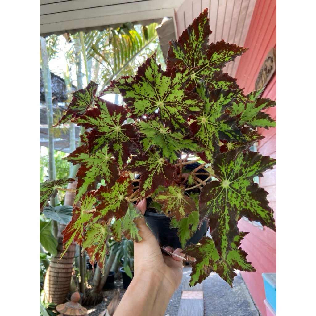 บีโกเนีย เร็กซ์ Begonia rex 'Phoe's Butterscotch' เป็นไม้ประดับในบ้านที่สวยงาม ดูแลง่าย โดดเด่นด้วยใ