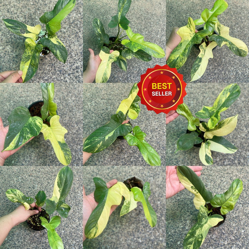 คัดด่างสวย ไวโอลีนด่าง 🌈💖 ฟิโลเดนดรอนไวโอลินด่าง philodendron violin variegated