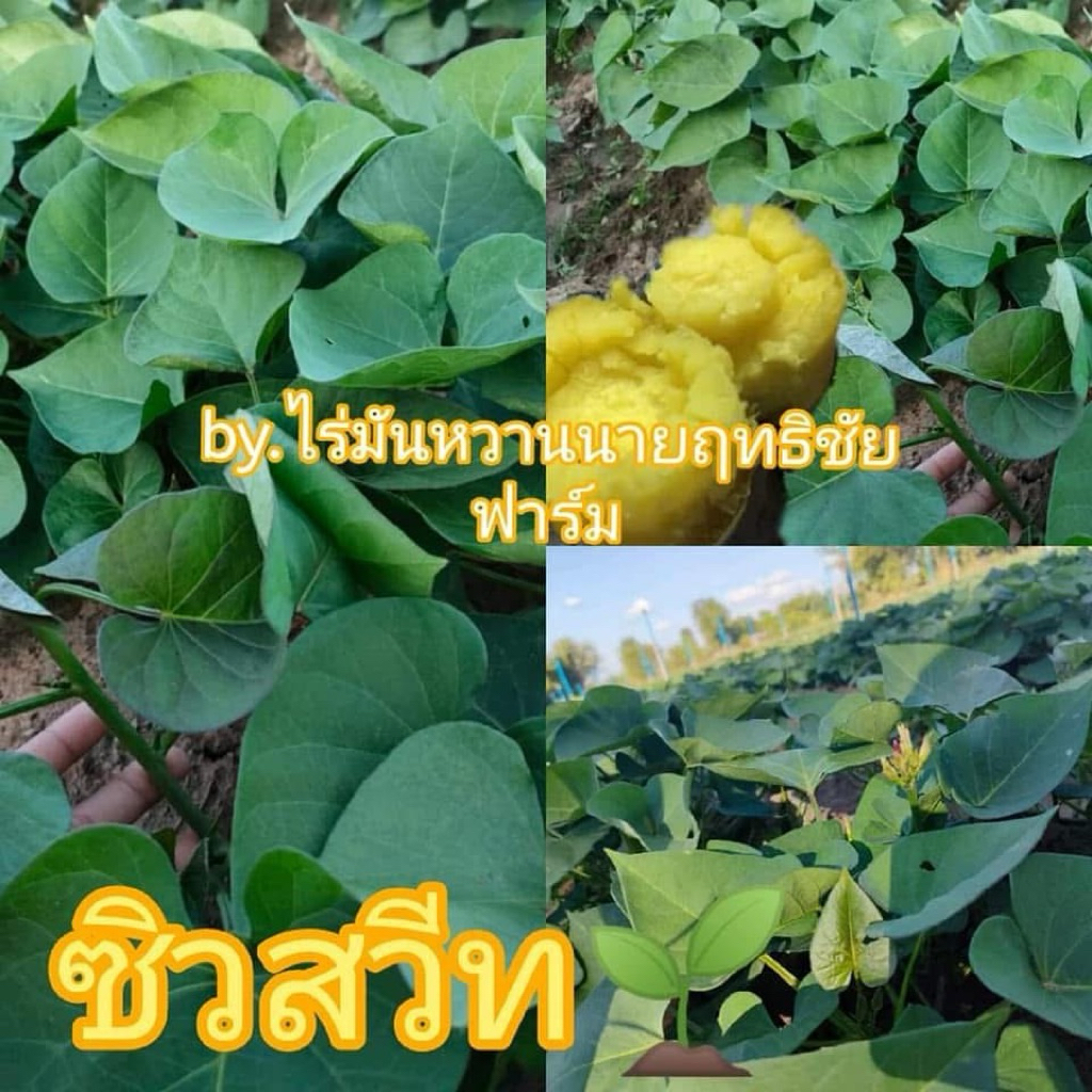 มันหวานญี่ปุ่นซิวสวีท100% f1 60ยอด 50บาท