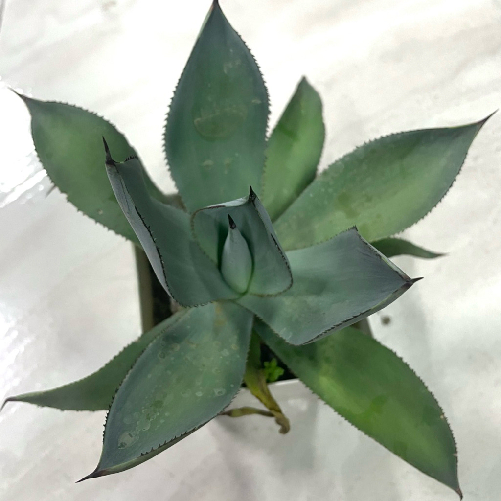 Agave Celsii Nova ขายต้นละ@ 365 บาท ราคา ถูกที่สุด ดีลบีเคเค แกลเลอรีภาพที่ 4