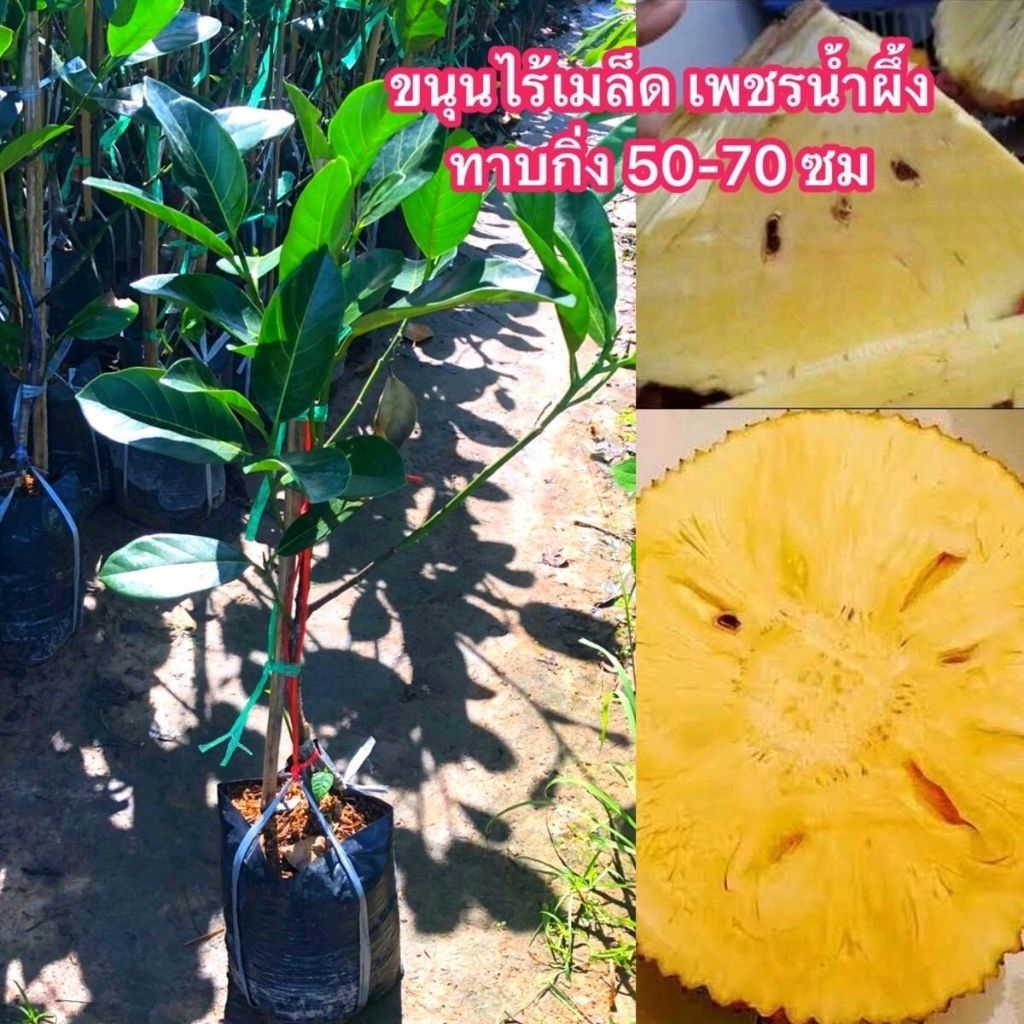 ขนุนไร้เมล็ดเพชรน้ำผึ้ง ทาบกิ่ง 70-80ซม