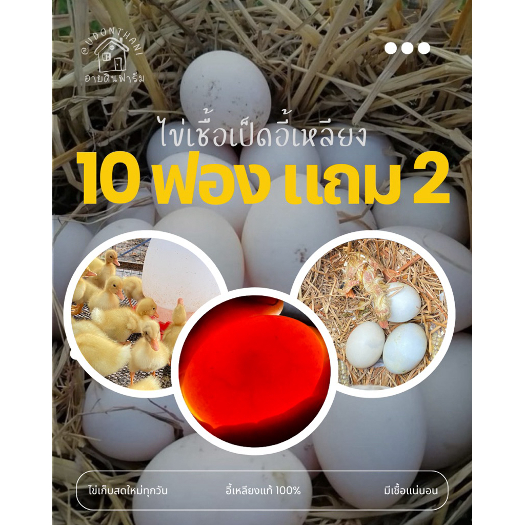 ไข่เชื้อเป็ดอี้เหลียง มีเชื้อแน่นอน 1ชุด10ฟอง แถมฟรี2ฟอง ไข่เก็บสดใหม่ทุกวัน
