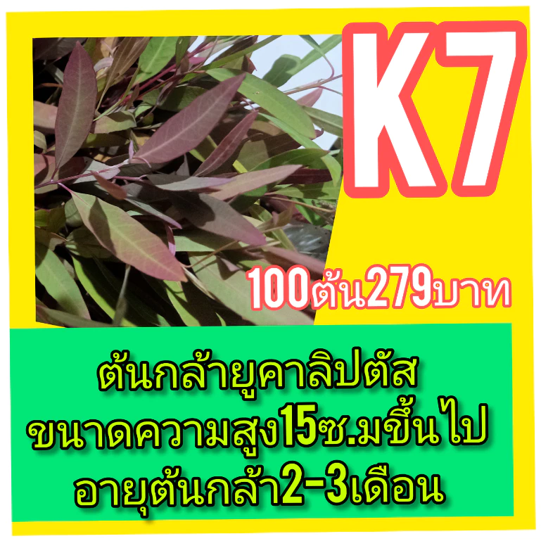 ต้นกล้ายูคาลิปตัสสายพันธ์ุโตเร็วนำ้หนักดี ปลูกง่าย ชุด 100 ต้น ราคา 279 บาท ความสูงโดยประมาณ 12-15 เซน
