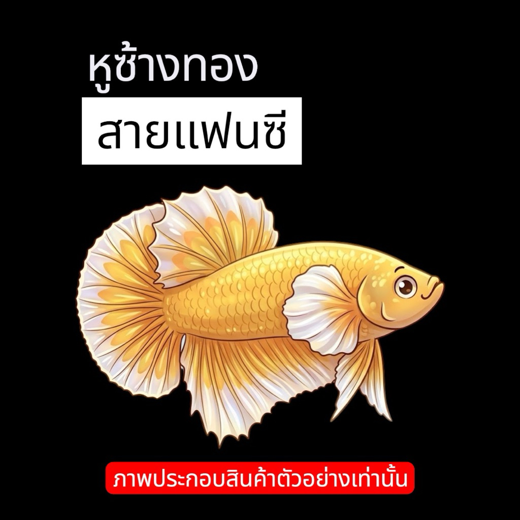 หูช้างทอง ตกแต่งตู้ปลาได้สวยงาม “มีรับประกัน”