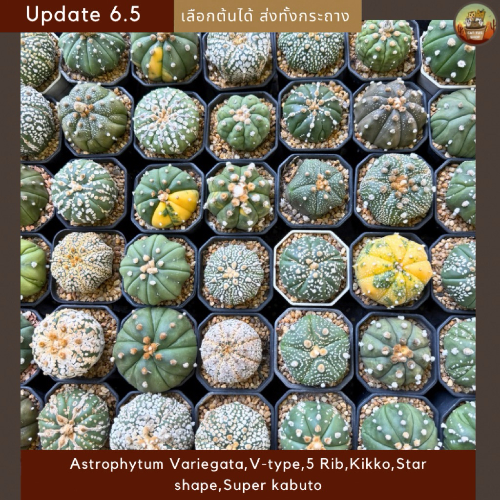 [ Update 6.5 ] แอสโตร Astrophytum Variegata,V-type,5 Rib,Kikko,Star shape,Super kabuto,ม่วง ไม้เพาะเมล็ด Cactus