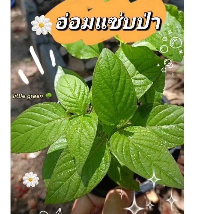 🌿อ่อมแซ่บป่า 🌳ผักแข็งแรง 💪✨ส่งพร้อมกระถาง 🌳✨💯