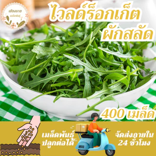 เมล็ดพันธุ์ ไวลด์ร็อกเก็ต 70เมล็ด Wild Rocket Seed เมล็ดพันธุ์แท้100%นำเข้าจากต่างประเทศ ปลูกผัก สวนครัว ถูก ดี ประหยัด