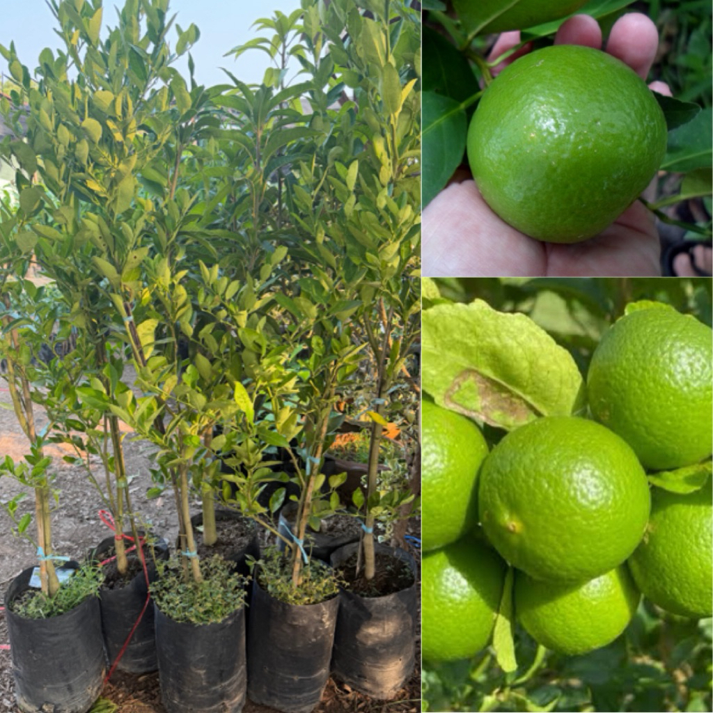 ต้นมะนาวแป้นพิจิตร(เสียบยอด)ความสูง 1.5 เมตร พร้อมปลูก
