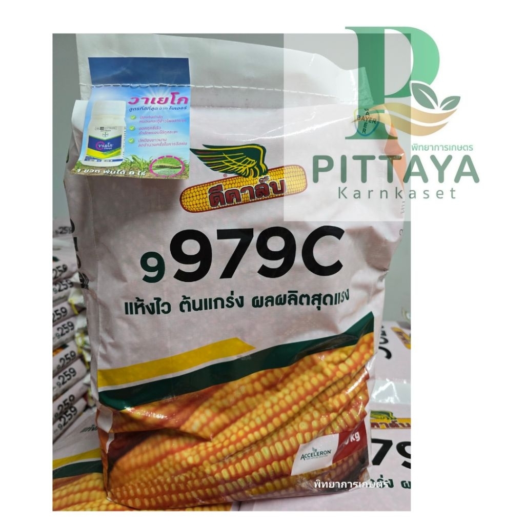 (ล็อตใหม่) ข้าวโพดดีคาล์บ 9979C ขนาด 10 กิโลกรัม - แห้งไว ผลผลิตสูง ปลูกถี่ได้