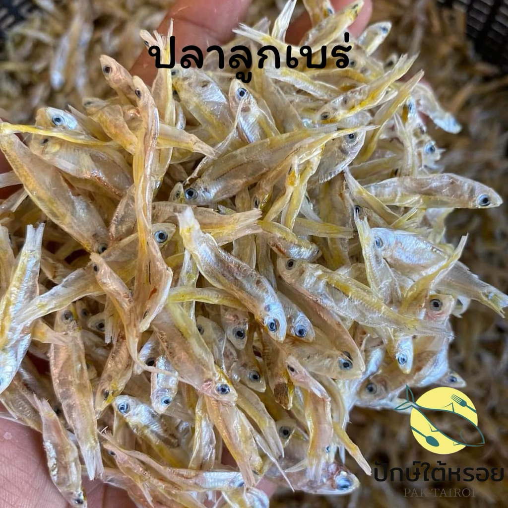 ปลาลูกเบร่ 150 กรัม ปลาตัวเล็ก สดใหม่ ตัวใหญ่ สวยๆ จากปากประพัทลุง