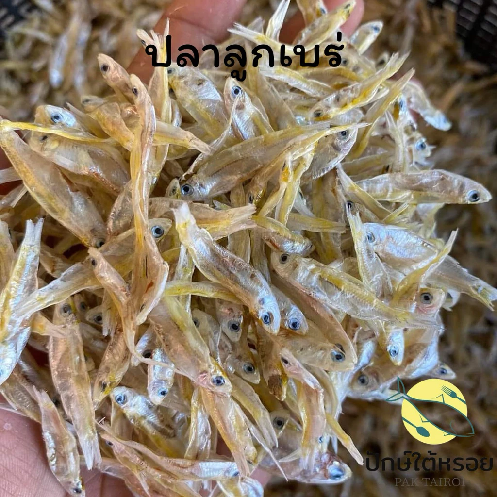 ปลาลูกเบร่ 150 กรัม ปลาตัวเล็ก สดใหม่ ตัวใหญ่ สวยๆ จากปากประพัทลุง