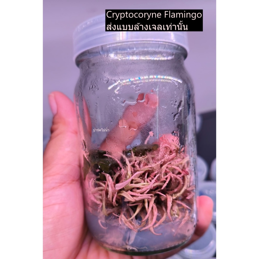 Cryptocoryne Famingo คริปฟลาเมงโก เนื้อเยื่อ ปาร์ค ไม้น้ำ พร้อมส่ง