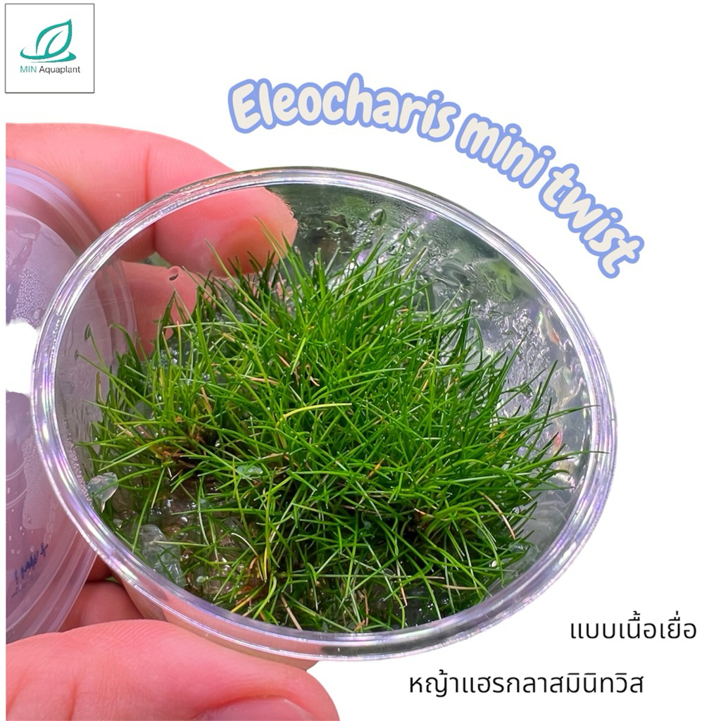 [Min]Eleocharis mini  twist หญ้าแฮรกลาสมินิทวิส ไม้พื้นลักษณะทุ่งหญ้าระเอียด ไม่มีco2เลี้ยงได้ ถ้ามีco2จะโตสวยเขียวสด
